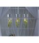 Coloured Pear Glass Drop 3 Light Triple Pendants.